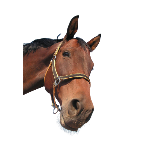 Cavalière sur un sentier de la Route d’Artagnan